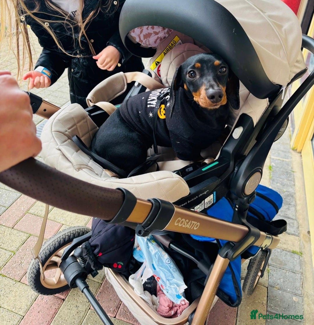 Miniature Dachshund dogs for sale: Miniature dachshund spooky - Advert 2