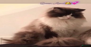Ragdoll cats 🌟TICA🌟Champion Ragdoll🏆🏆🏆 - Advert 8