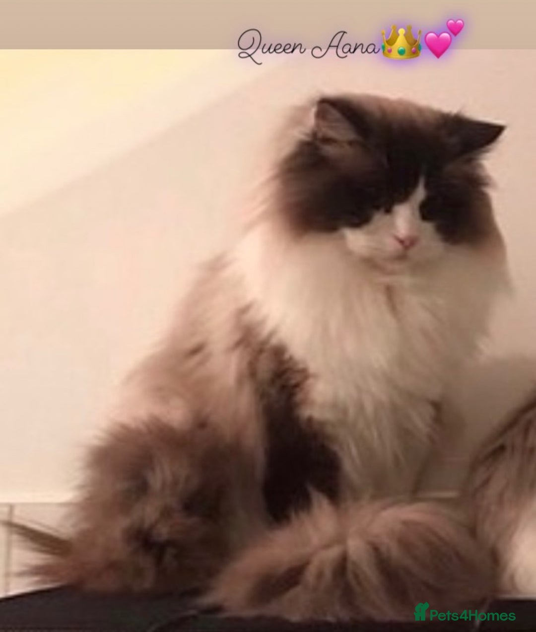 Ragdoll cats for sale: 🌟TICA🌟Champion Ragdoll🏆🏆🏆 - Advert 12
