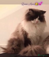 Ragdoll cats 🌟TICA🌟Champion Ragdoll🏆🏆🏆 - Advert 7