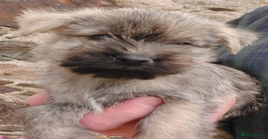 Cairn Terrier dogs - Advert 2