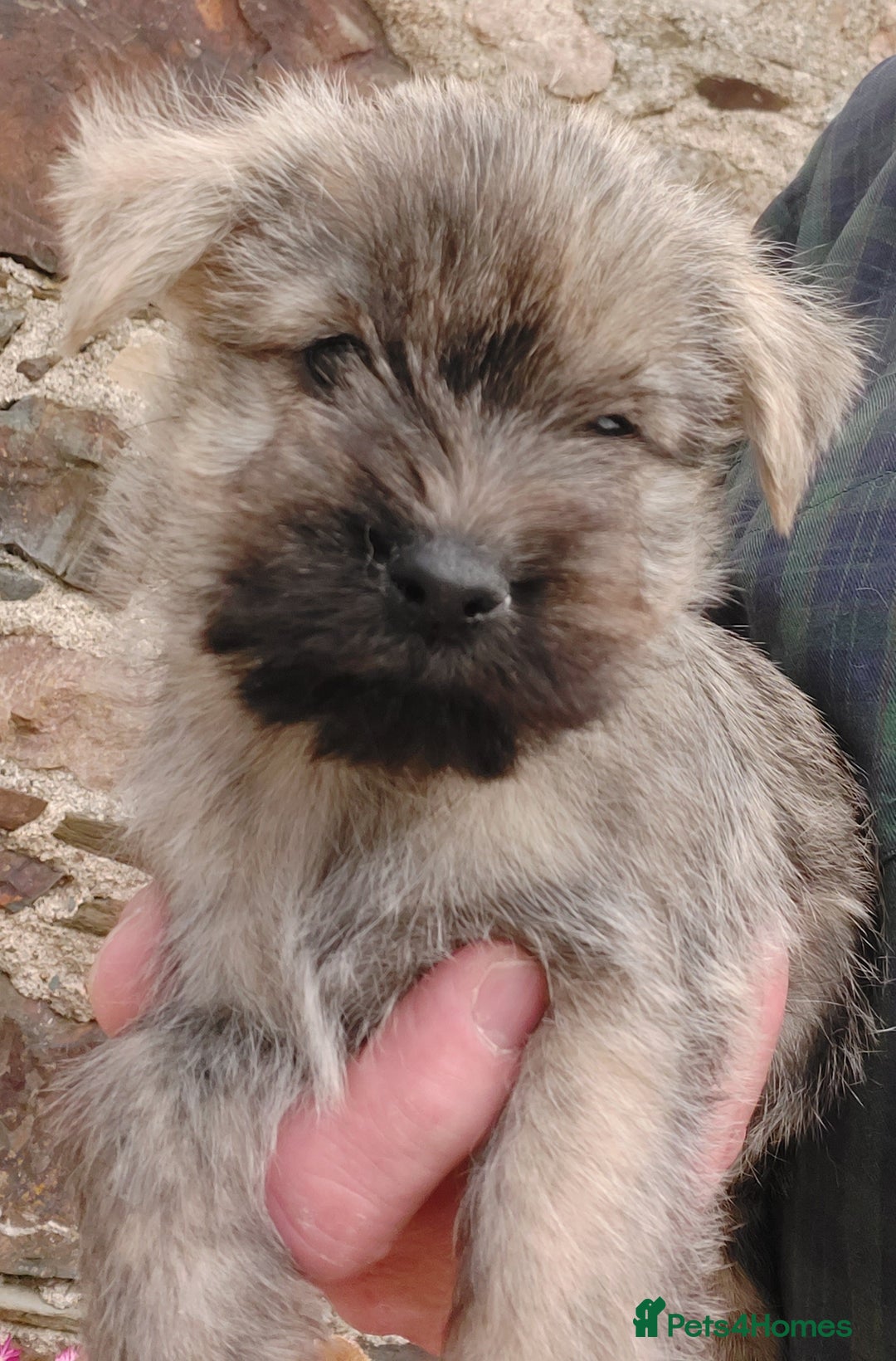 Cairn Terrier dogs for sale: Cairn Puppies  - Image 3