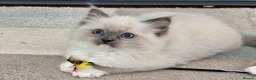 Ragdoll cats for sale: Stunning Ragdoll kittens  - Advert 7