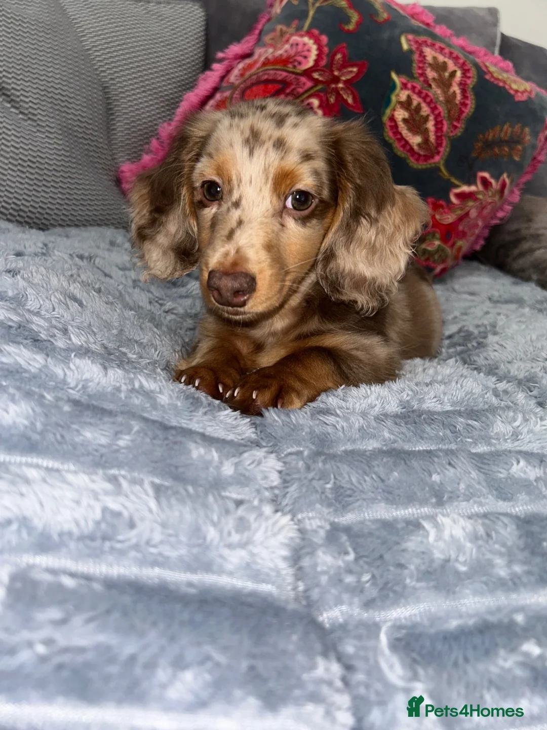 Miniature Dachshund dogs for sale: Long haired miniature dachshund boy - Advert 1