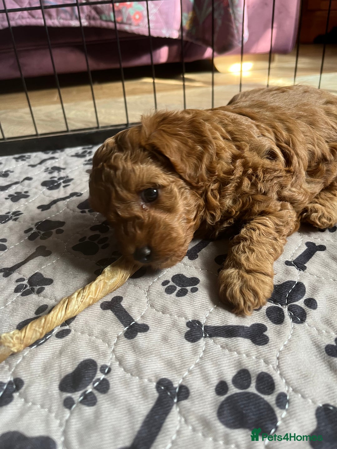 Toy Poodle dogs for stud: Quinn Red & white Toy Poodle for Stud ONLY. in Northampton - Advert 28