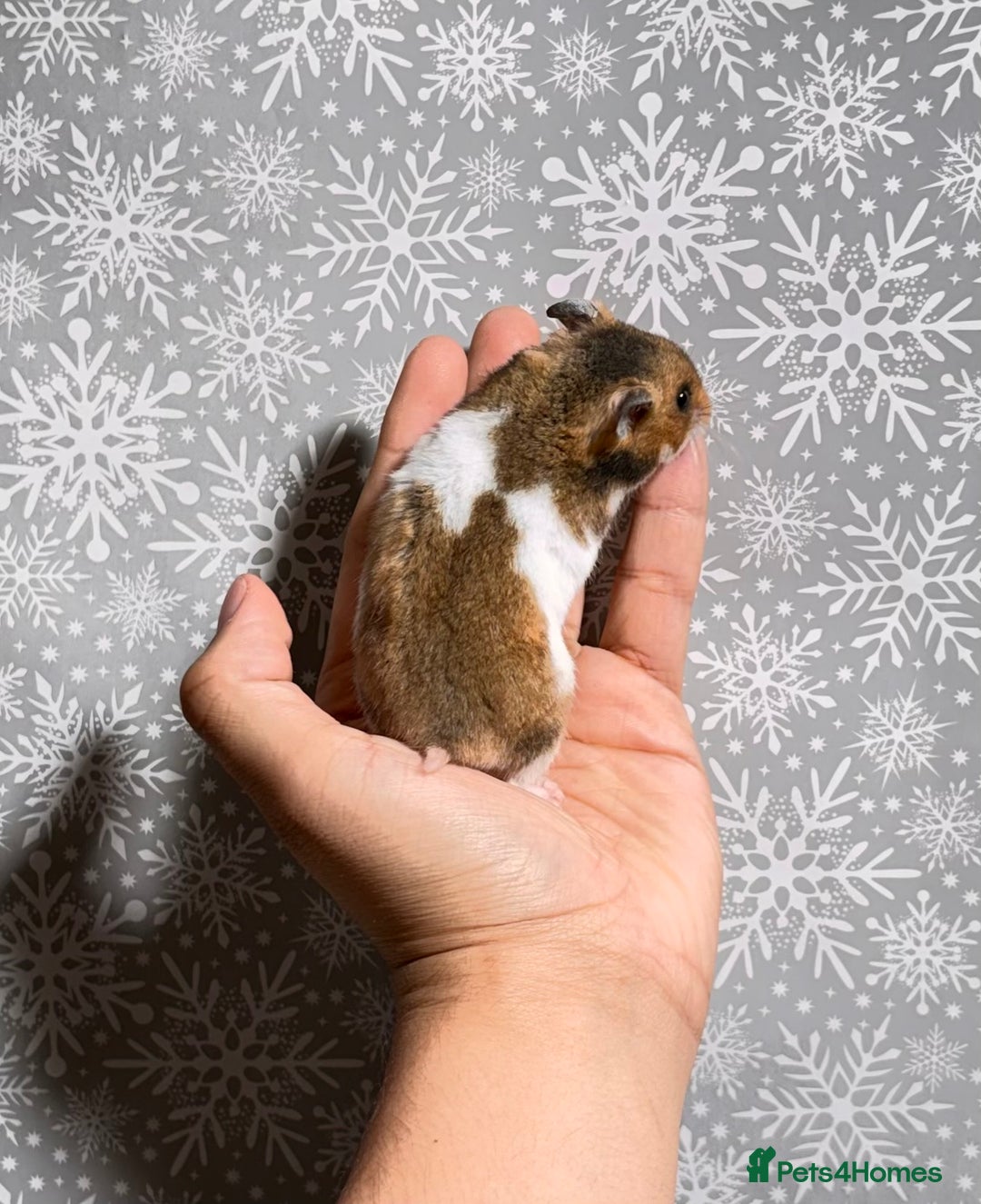 Hamster rodents for sale: STUNNING TAME PEDIGREE SYRIAN HAMSTERS - Advert 6