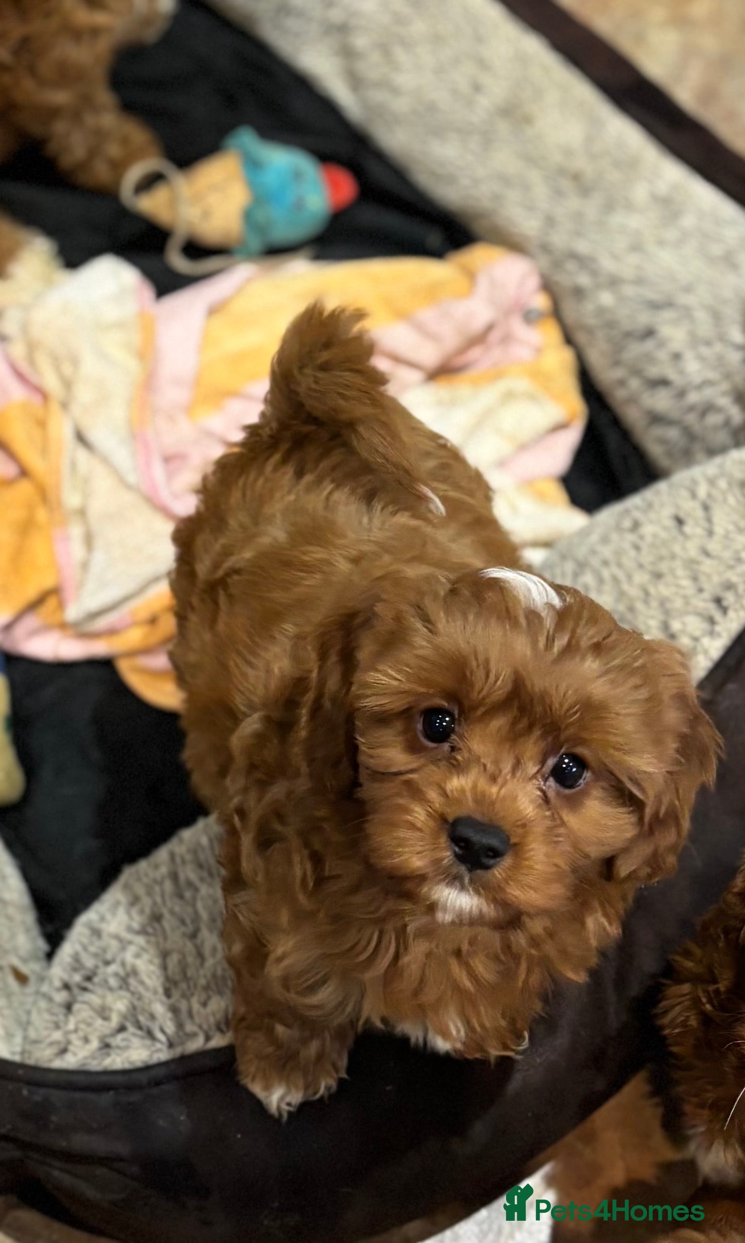 Cavapoo dogs Cavapoo boy pup  - Advert 18