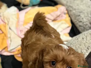 Cavapoo dogs Cavapoo boy pup - Advert 8