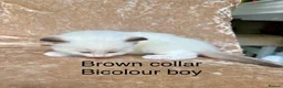 Ragdoll cats for sale: Beautiful ragdoll kittens  - Advert 3