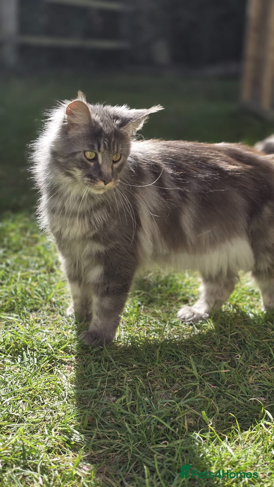 Maine Coon cats Beautiful mainecoon/polydactol babies  - Advert 18