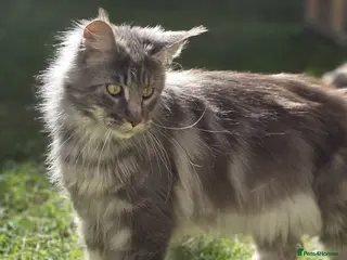 Maine Coon cats Beautiful mainecoon/polydactol babies - Advert 2
