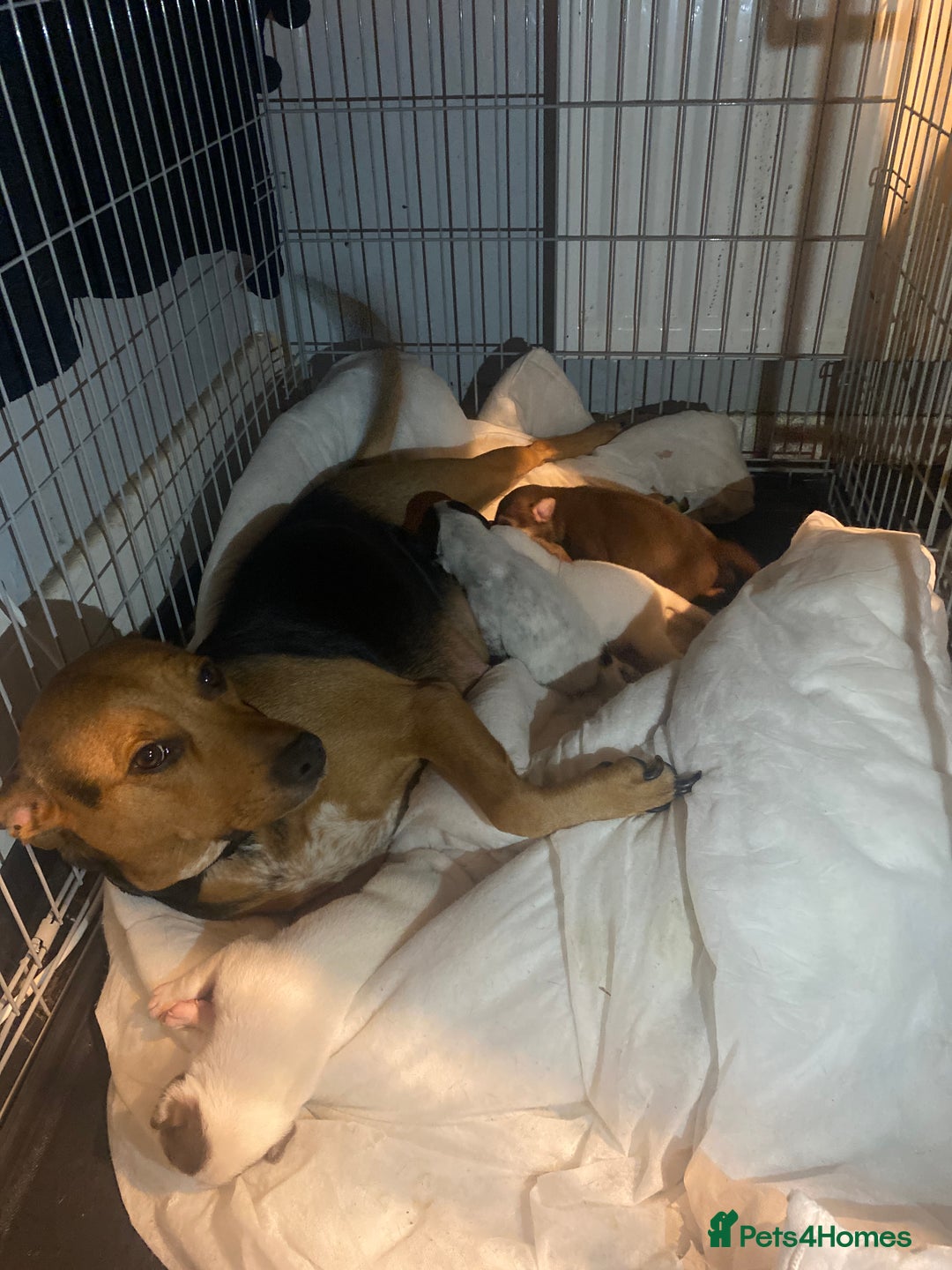 Mixed Breed dogs for sale: I have five pups for sale - Advert 12