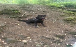 Mixed Breed dogs for sale: Lady fluffy bear coat shar pai mix  - Image 3