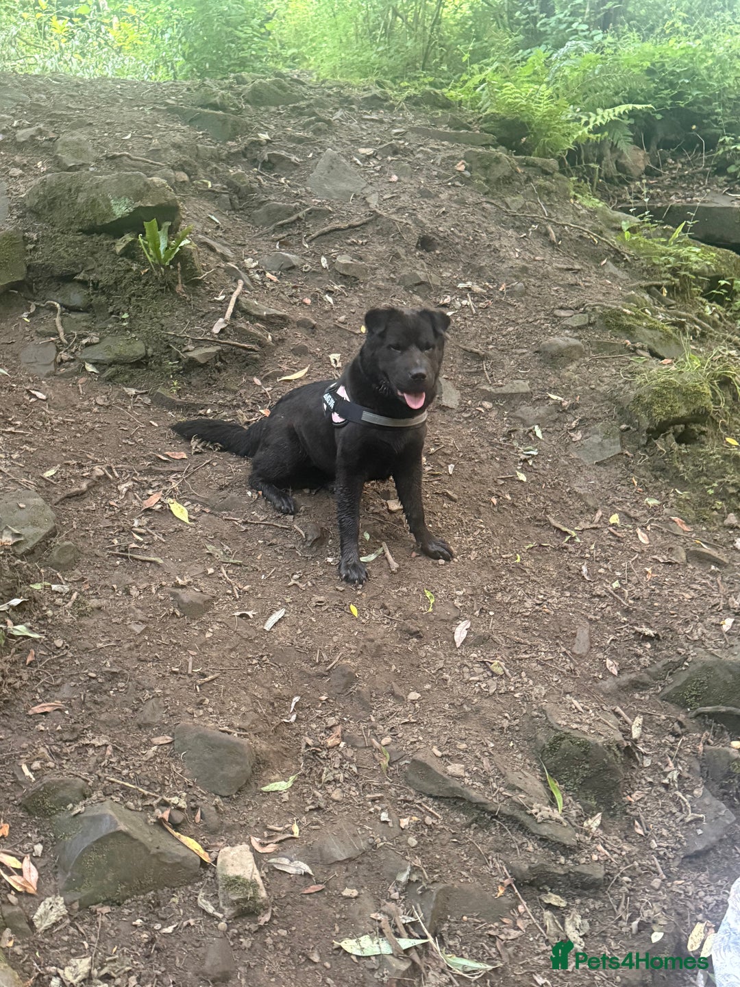 Mixed Breed dogs for sale: Lady fluffy bear coat shar pai mix  - Image 3