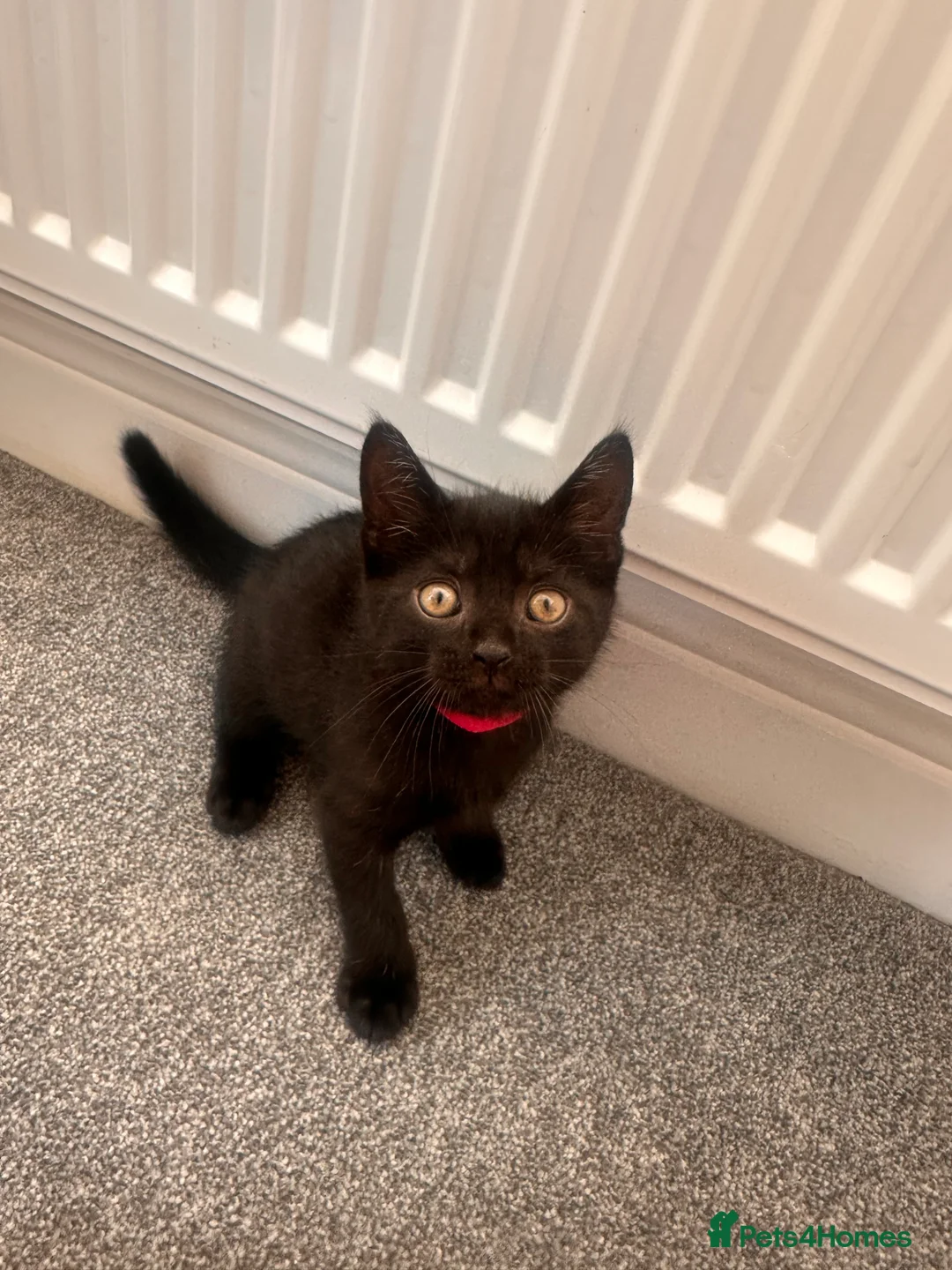 Mixed Breed cats for sale: Scottish fold X  - Advert 2