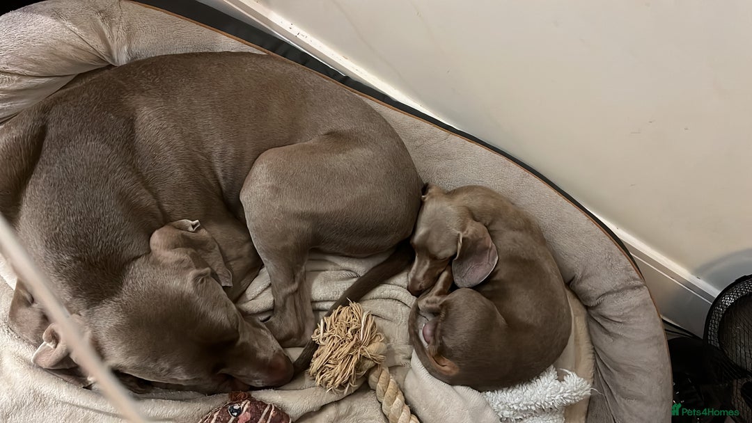 Miniature Dachshund dogs for sale: 9 month, KC registered miniature dachshund  - Advert 7