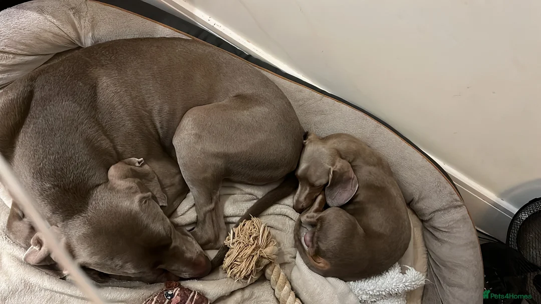 Miniature Dachshund dogs for sale: 9 month, KC registered miniature dachshund  - Advert 7