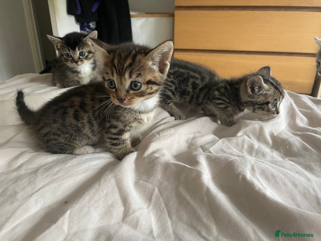 Munchkin cats for sale: Beautiful Bengal Tabby Munchkin Kittens for sale  - Advert 16