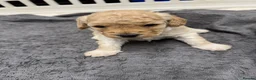 Cockapoo dogs for sale: Beautiful Fully Health Tested Cockapoos  - Advert 9