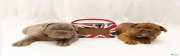 English Bulldog dogs for sale: Beautiful English Bulldog Puppies in Basingstoke - Advert 8
