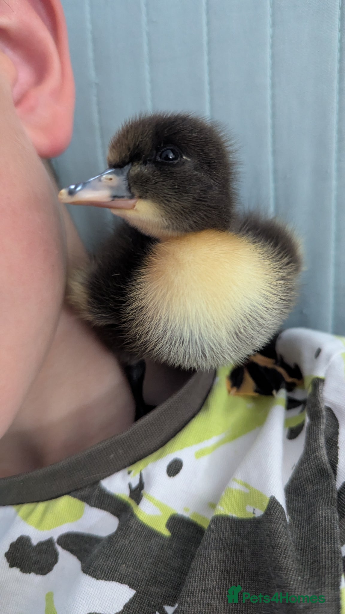 Ducks poultry 3 ducklings looking for a home  - Advert 1