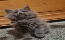 Maine Coon cats for sale: Stunning Mainecoon boys available  - Image 4