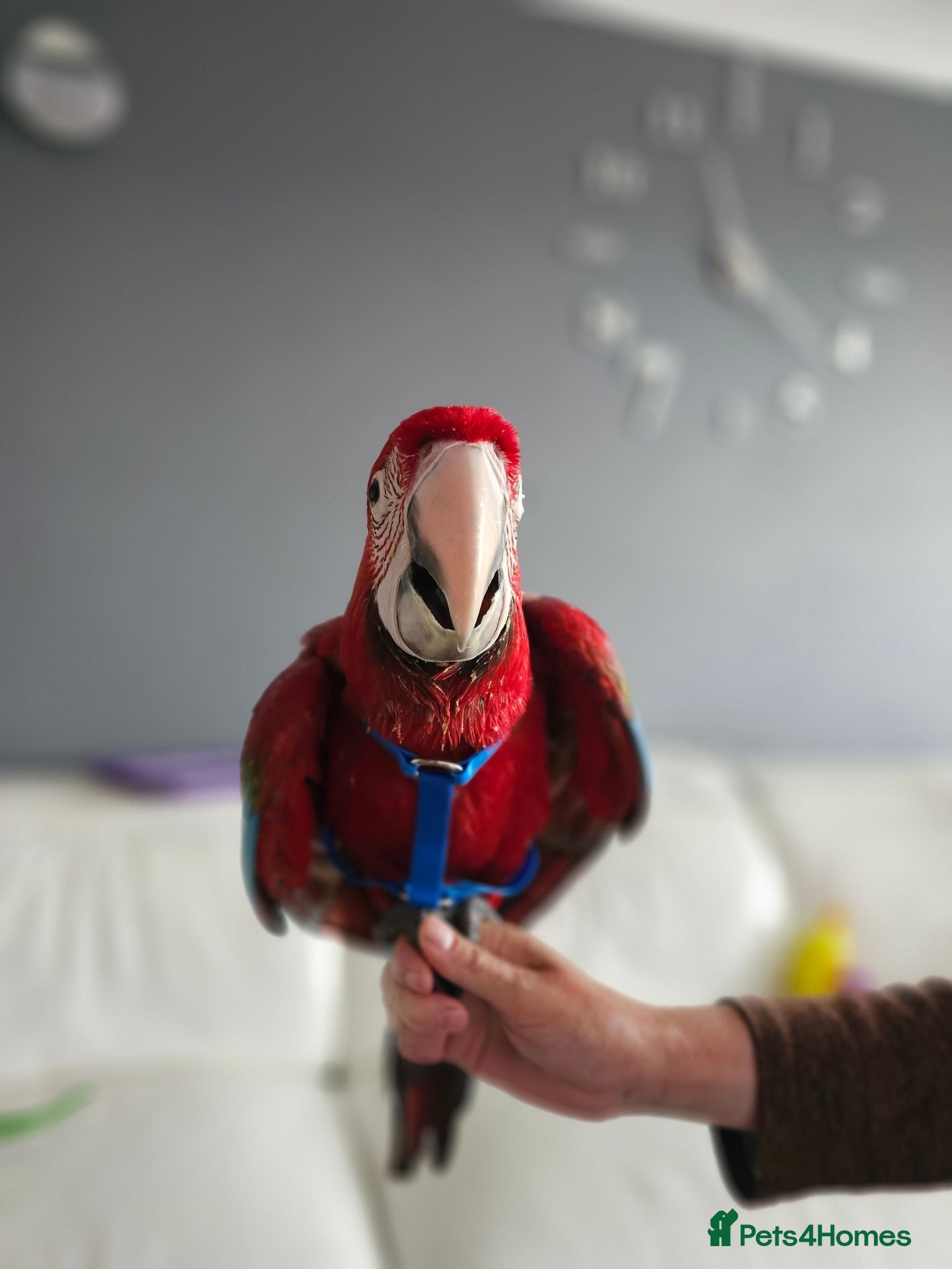 Macaws birds Gorgeous Baby Greenwing Macaws - Advert 2