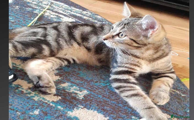Domestic Shorthair cats - Advert 6