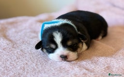 Welsh Corgi Pembroke dogs for sale: Quality Corgi puppies available to loving homes - Image 13