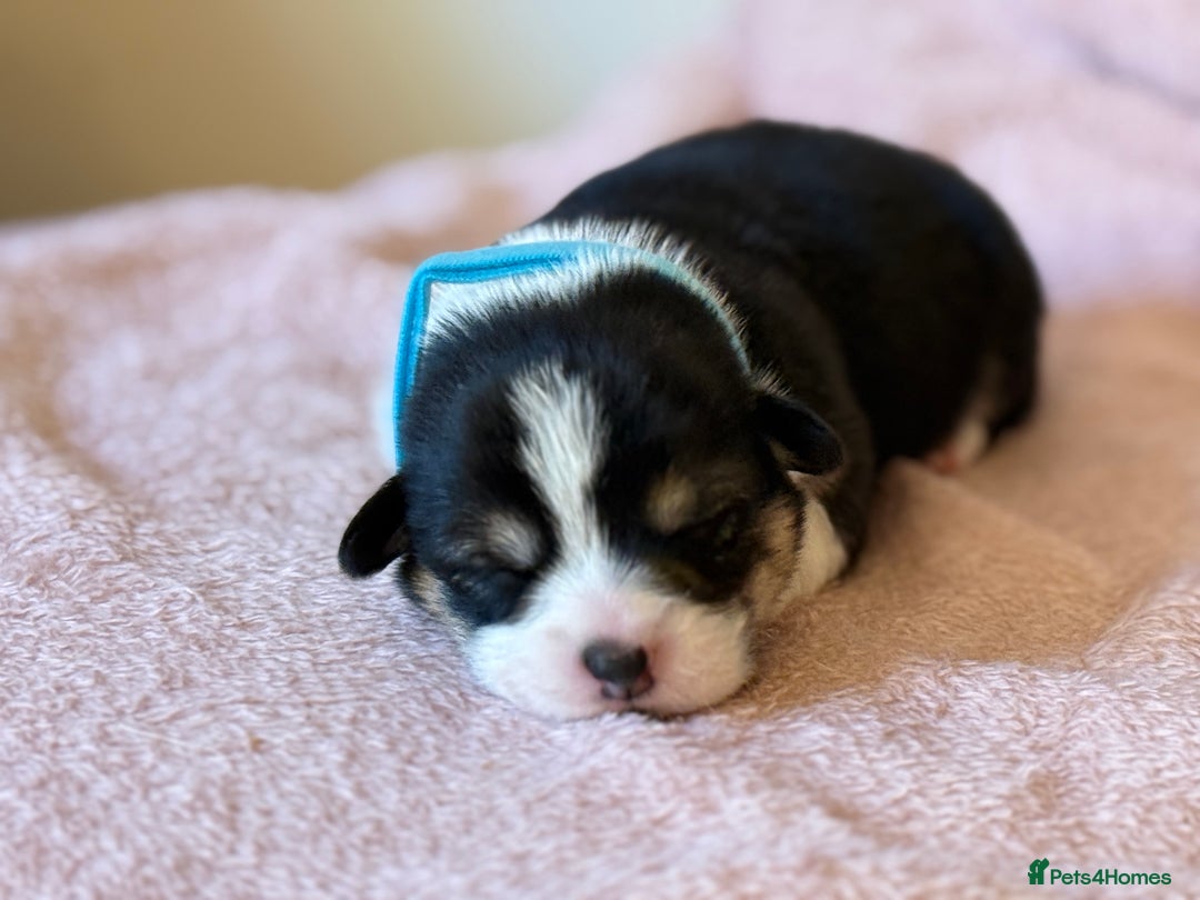 Welsh Corgi Pembroke dogs for sale: Quality Corgi puppies available to loving homes - Image 13
