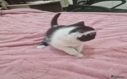 Mixed Breed cats for sale: 🐾 Adorable Kittens Looking for Loving Homes 💕 - Image 10