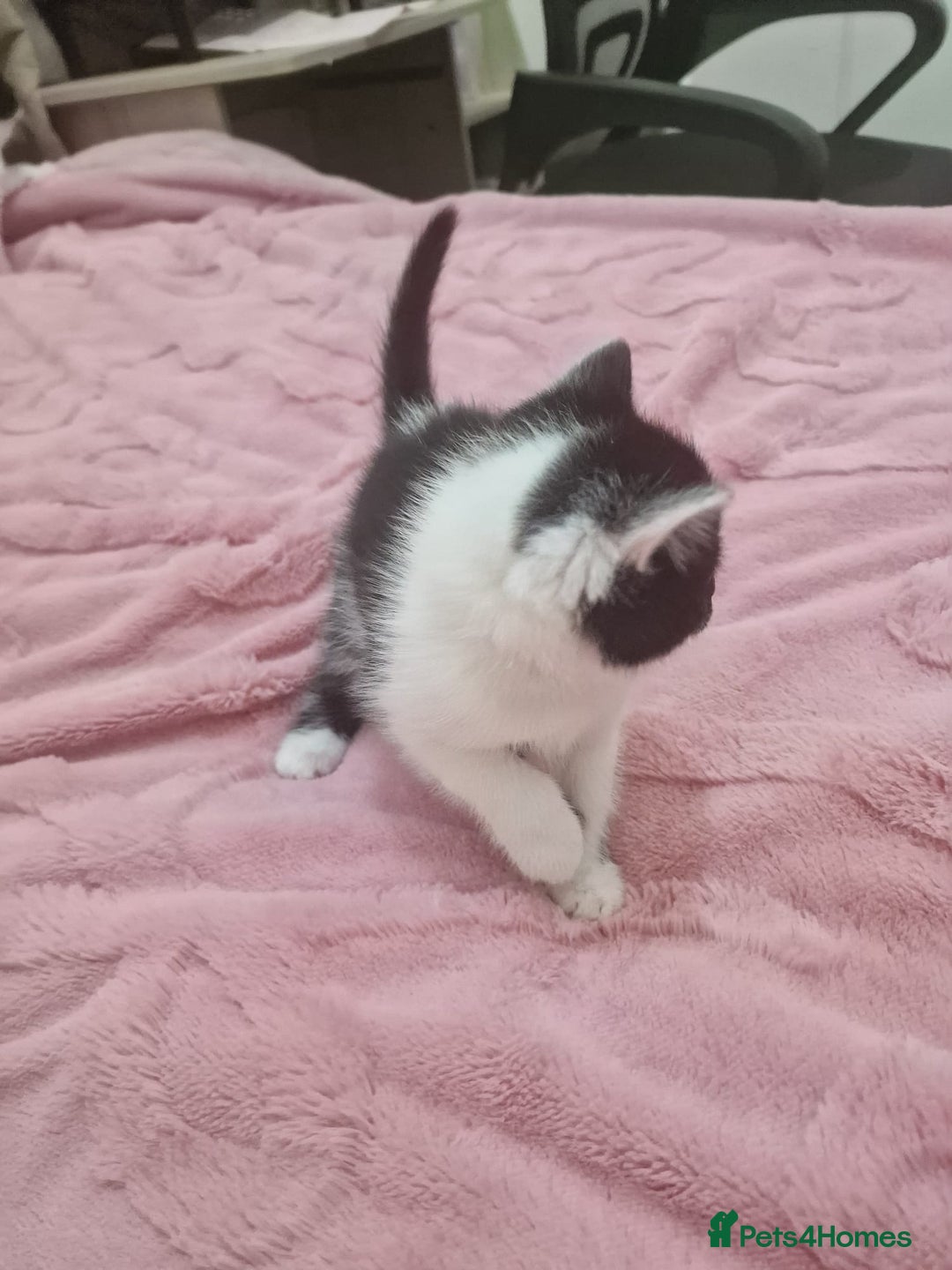 Mixed Breed cats for sale: 🐾 Adorable Kittens Looking for Loving Homes 💕 - Image 10