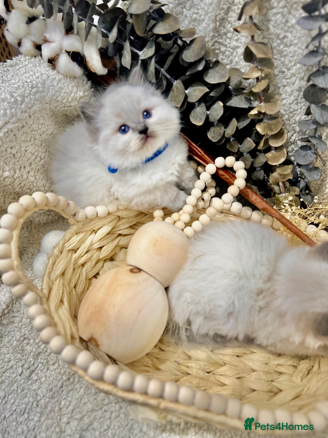Ragdoll cats for sale: Hello Ragdoll lover‼️ - Advert 10