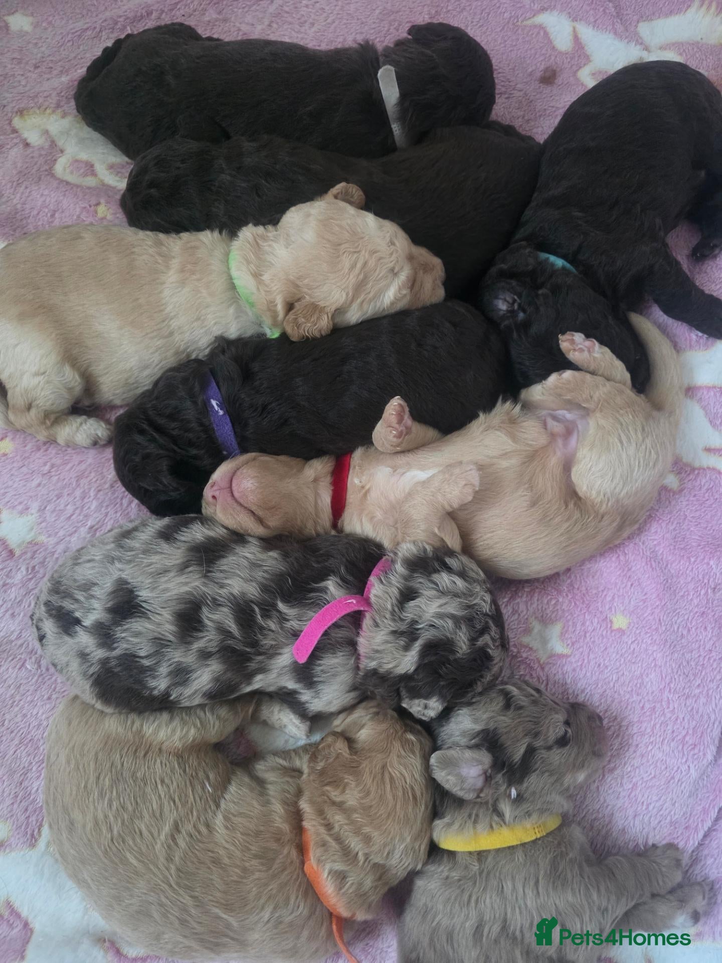 Labradoodle dogs 🧸 Stunning Miniature Labradoodle Puppies - Advert 4