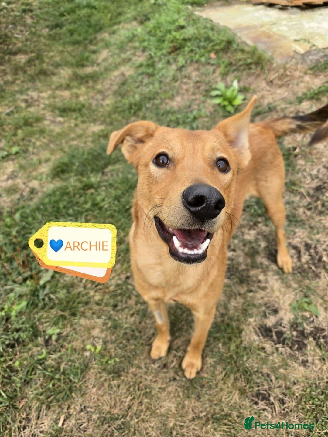 Mixed Breed dogs for adoption: 💙ARNY💙 -9 months beautiful boy needs home ASAP - Advert 6