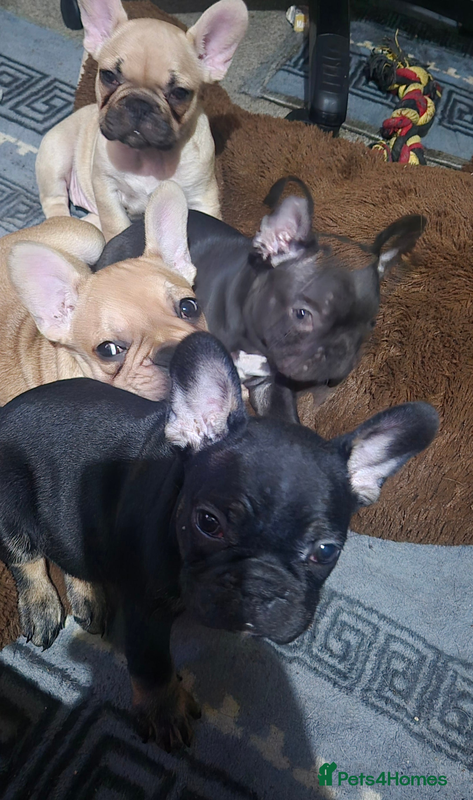 French Bulldog dogs French bulldog puppies  3 girls 1 boy - Advert 3