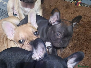 French Bulldog dogs French bulldog puppies 3 girls 1 boy - Advert 10