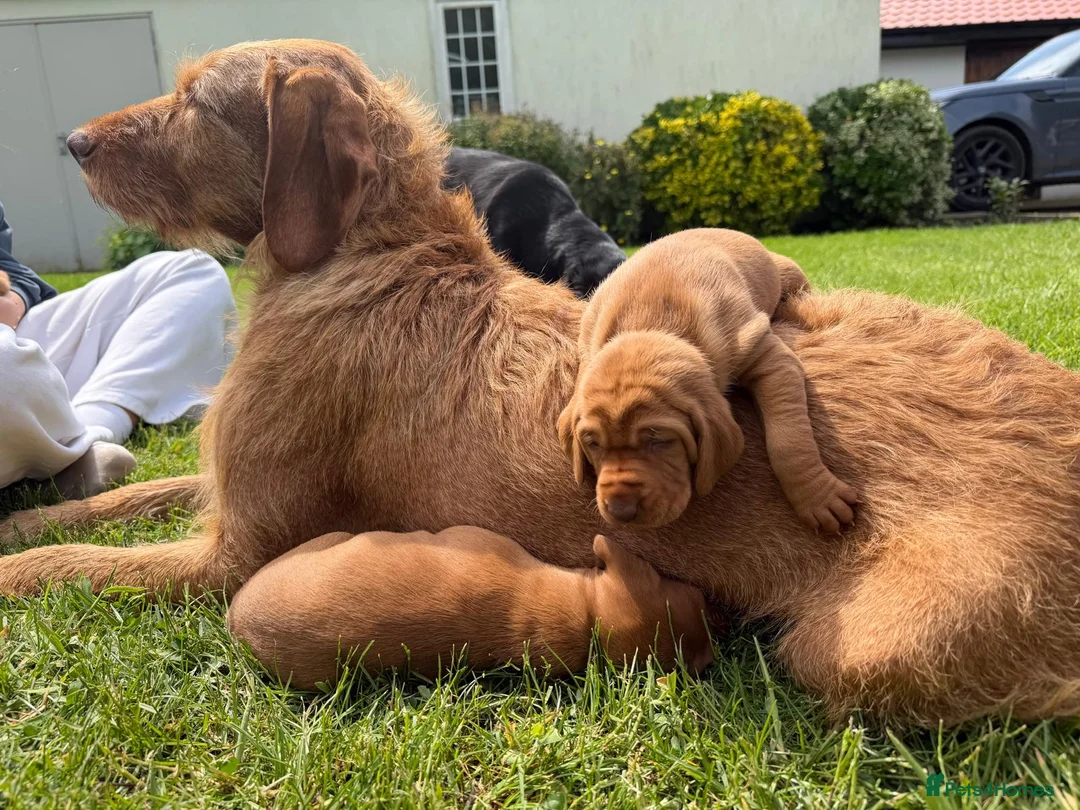 Hungarian Vizsla dogs for sale: Wirehaired Hungarian Vizsla Pups in Malton - Advert 1