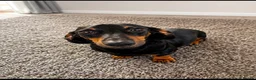 Miniature Dachshund dogs for sale: Miniature dachshund  - Advert 1