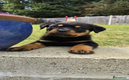 Rottweiler dogs for sale: Gorgeous male Rottweiler puppy Reggie  - Image 13