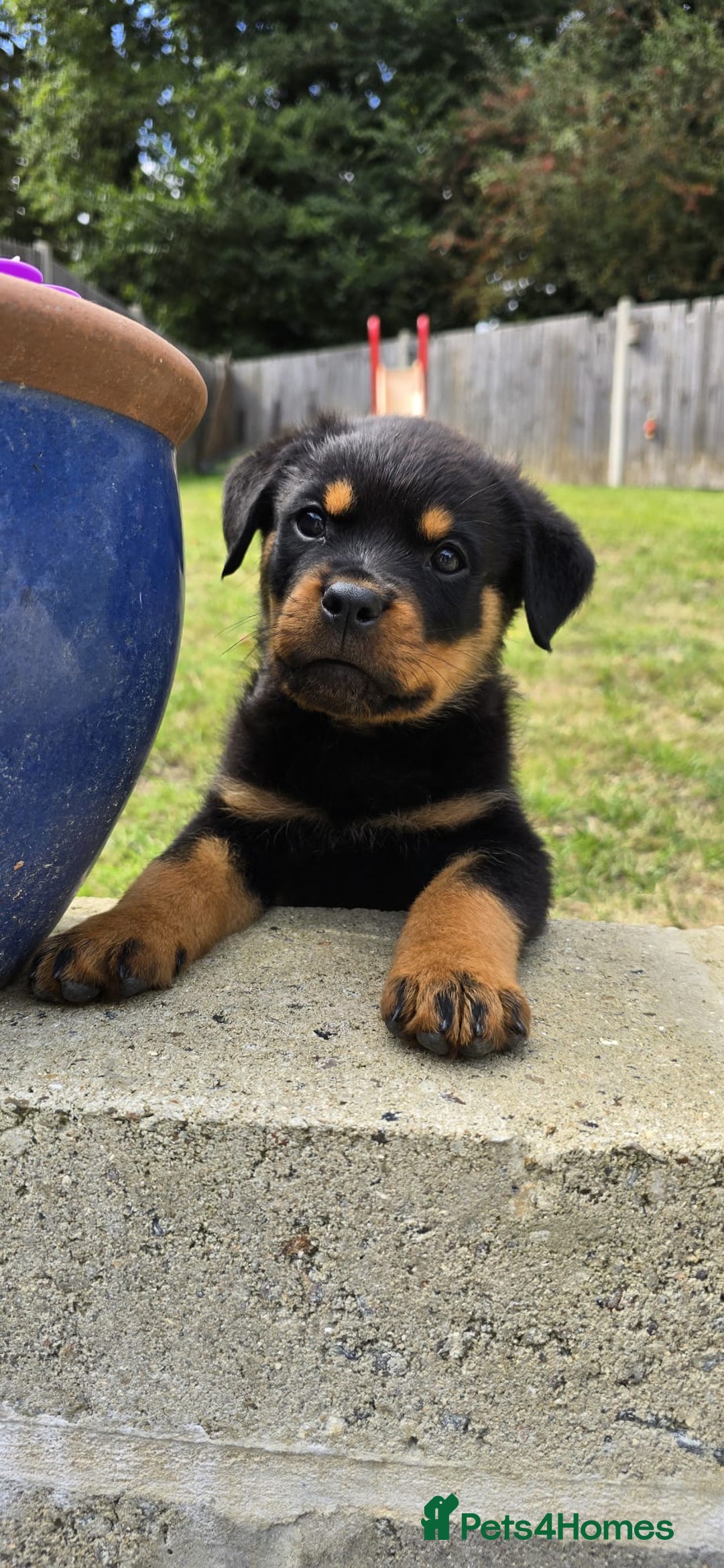 Rottweiler dogs for sale: Gorgeous male Rottweiler puppy Reggie  - Image 13