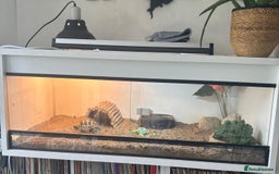 Tortoise reptiles for sale: Hermann’s Tortoise with Full Setup  - Image 5