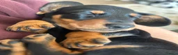 Miniature Dachshund dogs for sale: 🐾 MINIATURE DACHSHUND PUPPIES SHORT HAIRED - Advert 2
