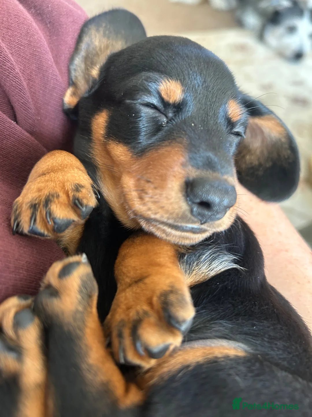 Miniature Dachshund dogs for sale: 🐾 MINIATURE DACHSHUND PUPPIES SHORT HAIRED - Advert 2