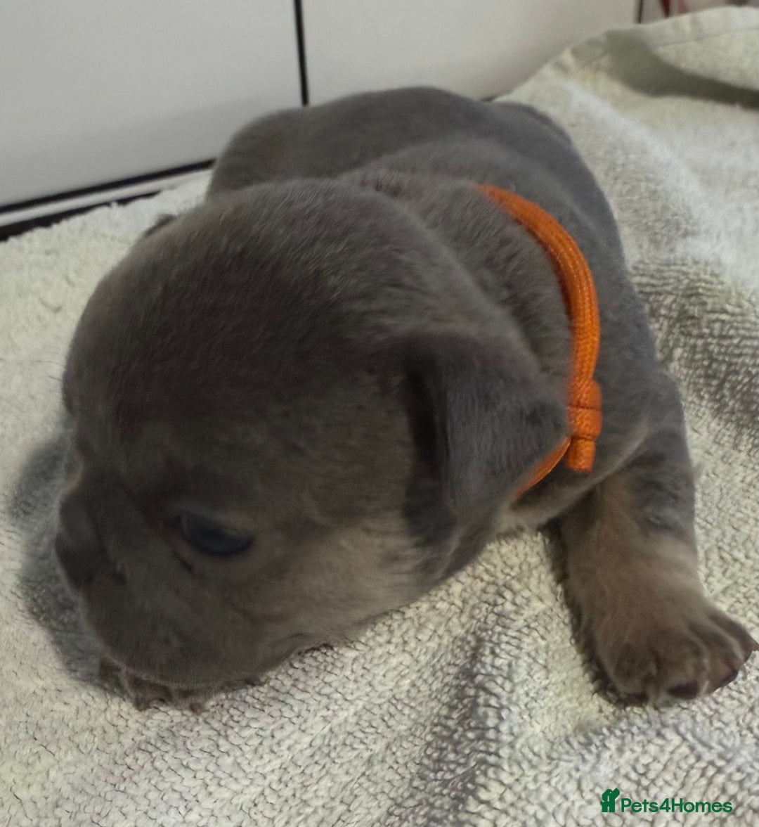 French Bulldog dogs for sale: French bulldog puppies - Image 6