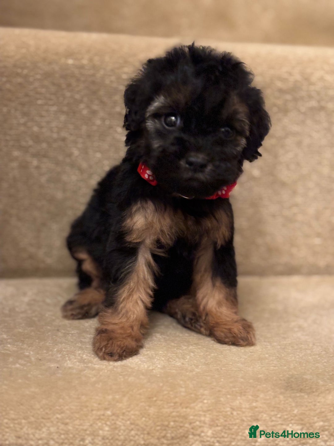 Cavapoo dogs for sale: F1A Cavapoos - Advert 20