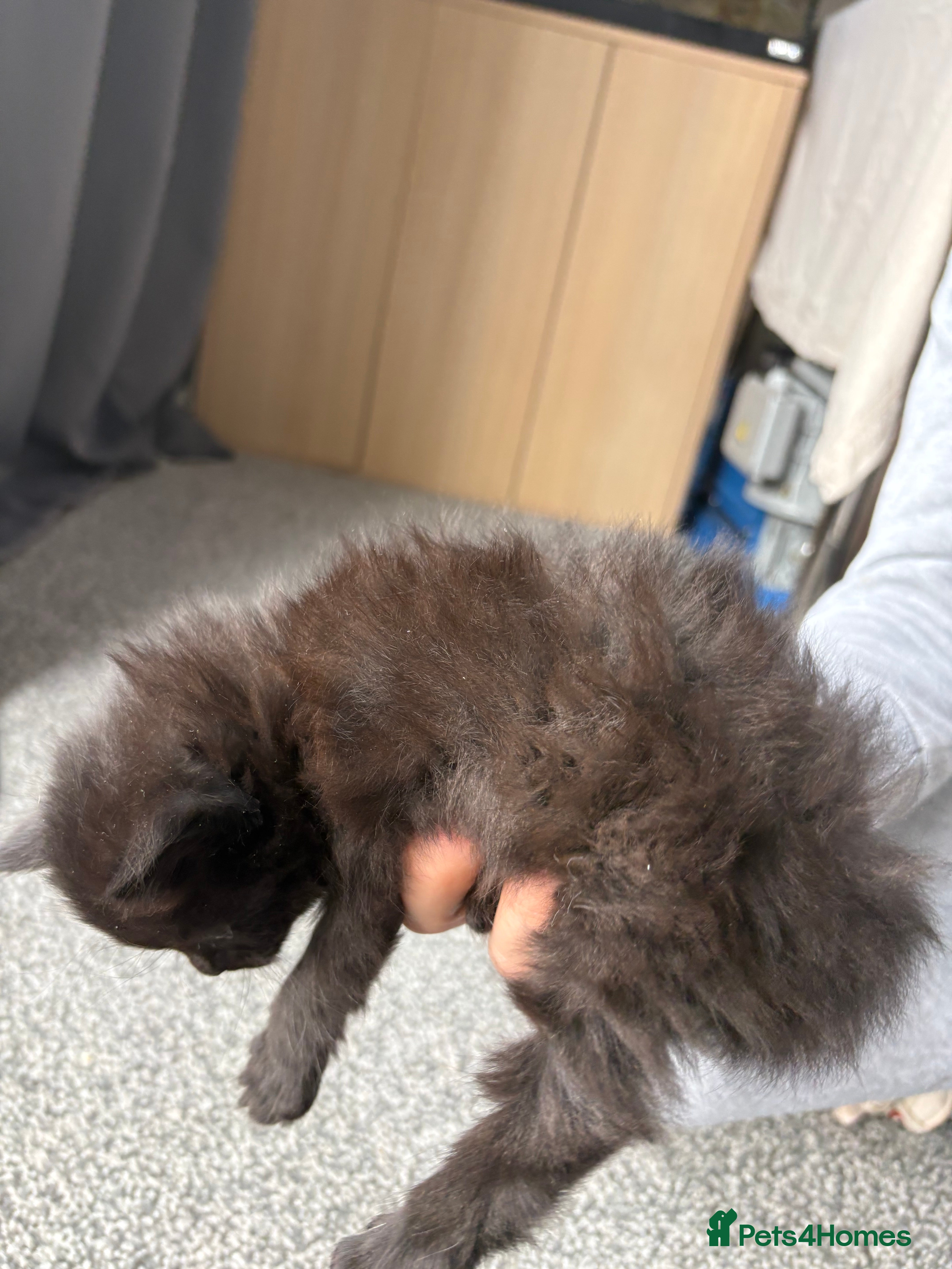 Persian cats for sale: Ash grey Persian kittens - Advert 13