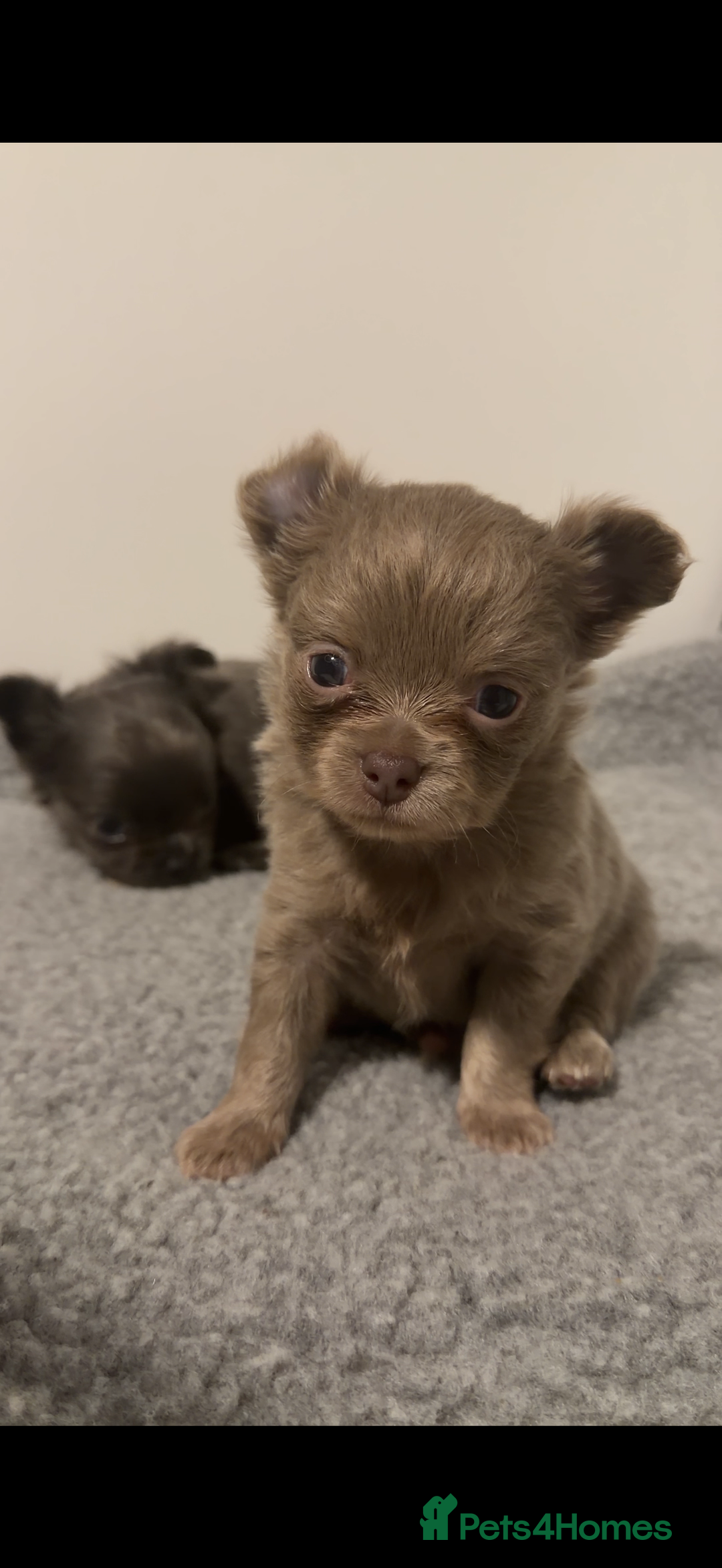 Chihuahua dogs for sale: Stunning Chihuahua Puppies ⭐️ - Advert 24