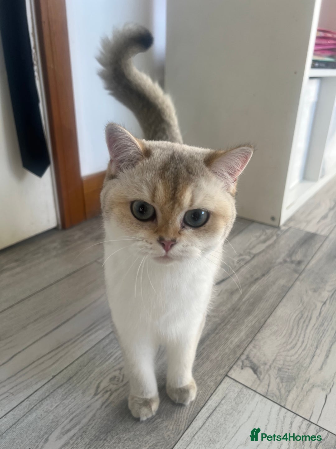 British Shorthair cats for sale: Queen BSH  - Advert 3