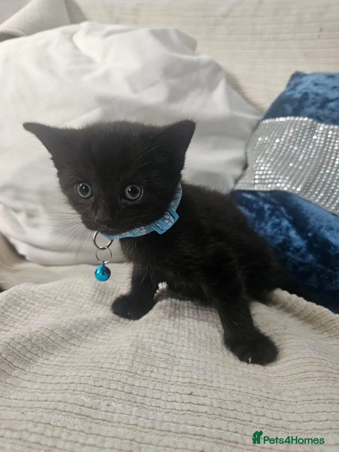 British Shorthair cats for sale: Adorable Trio Looking for Loving Forever Homes - Advert 2